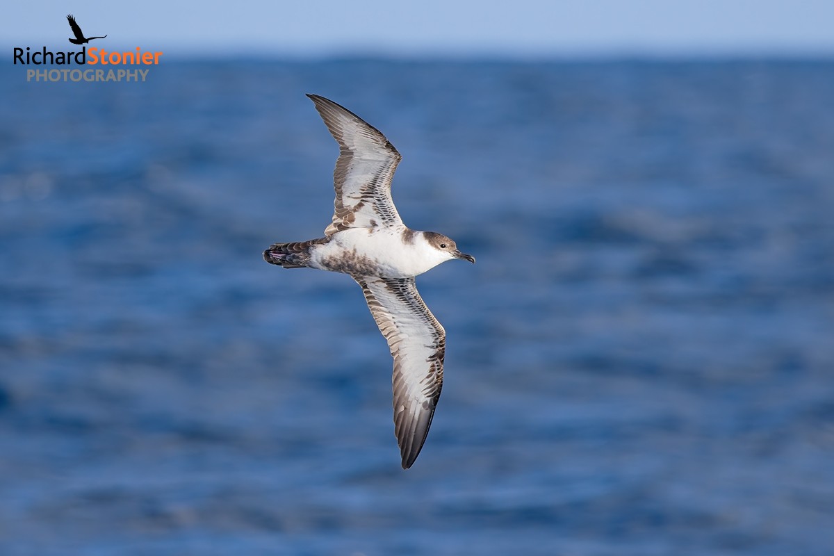 Great Shearwater
