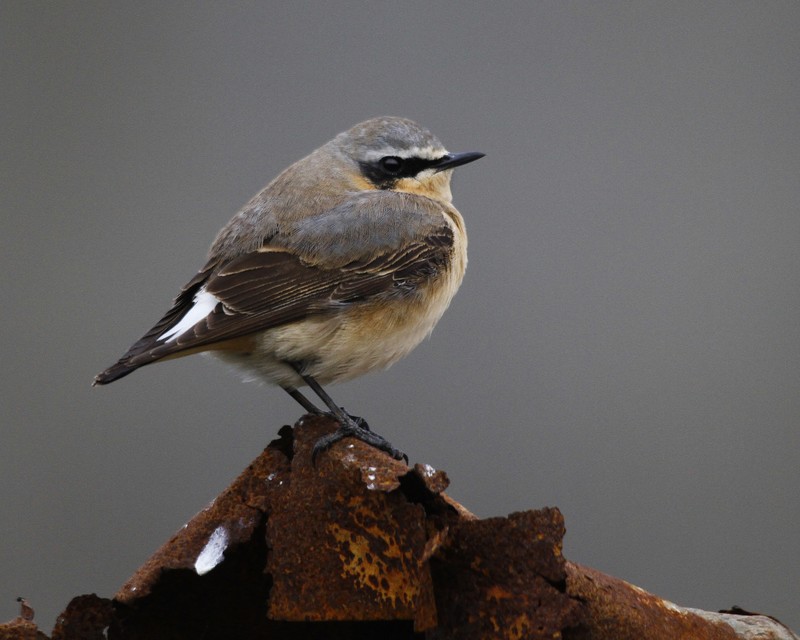 Wheatear