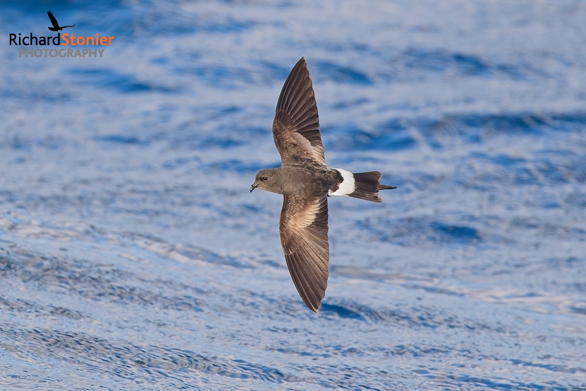 Wilson's Petrel