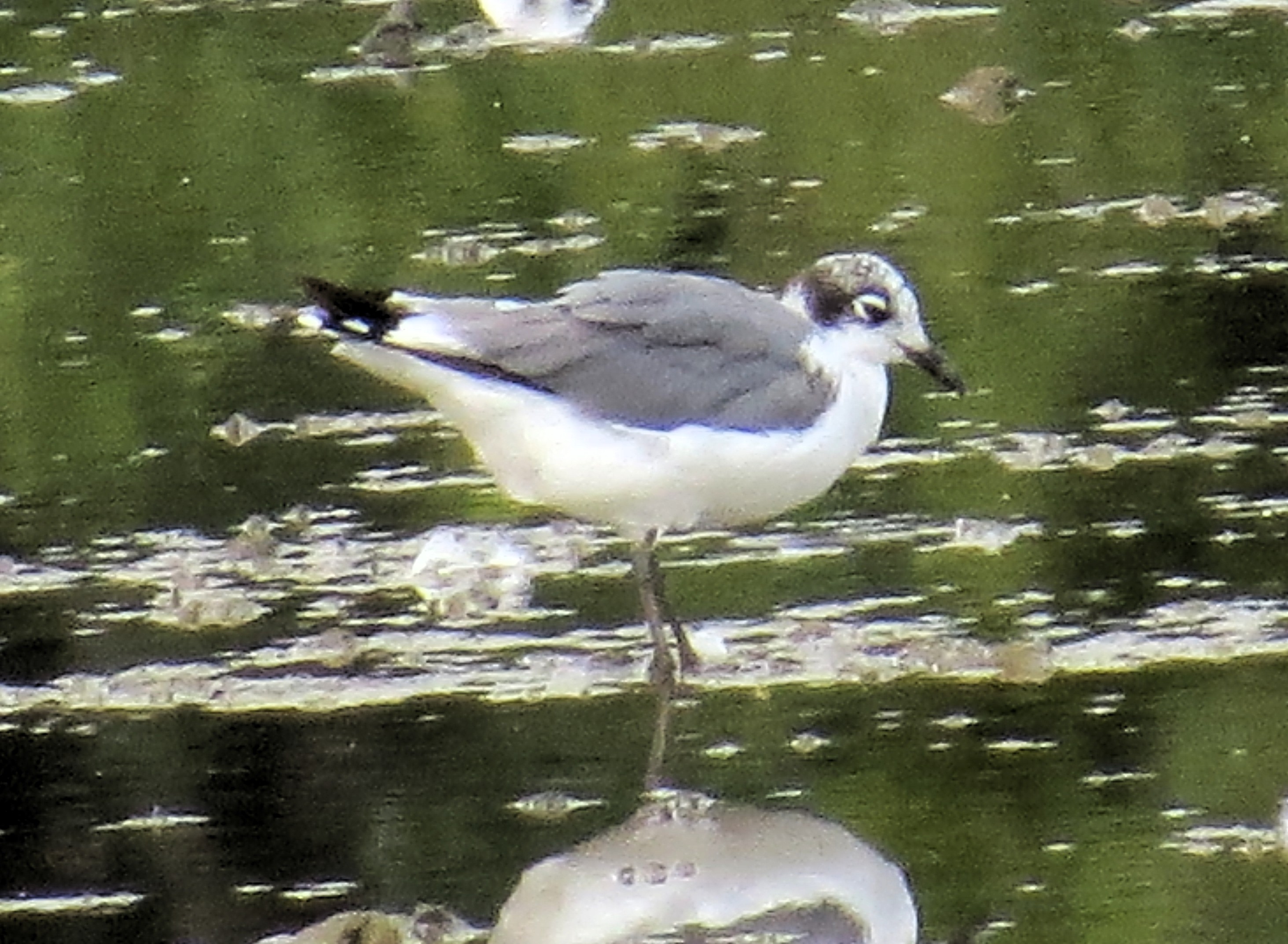 Franklin's Gull