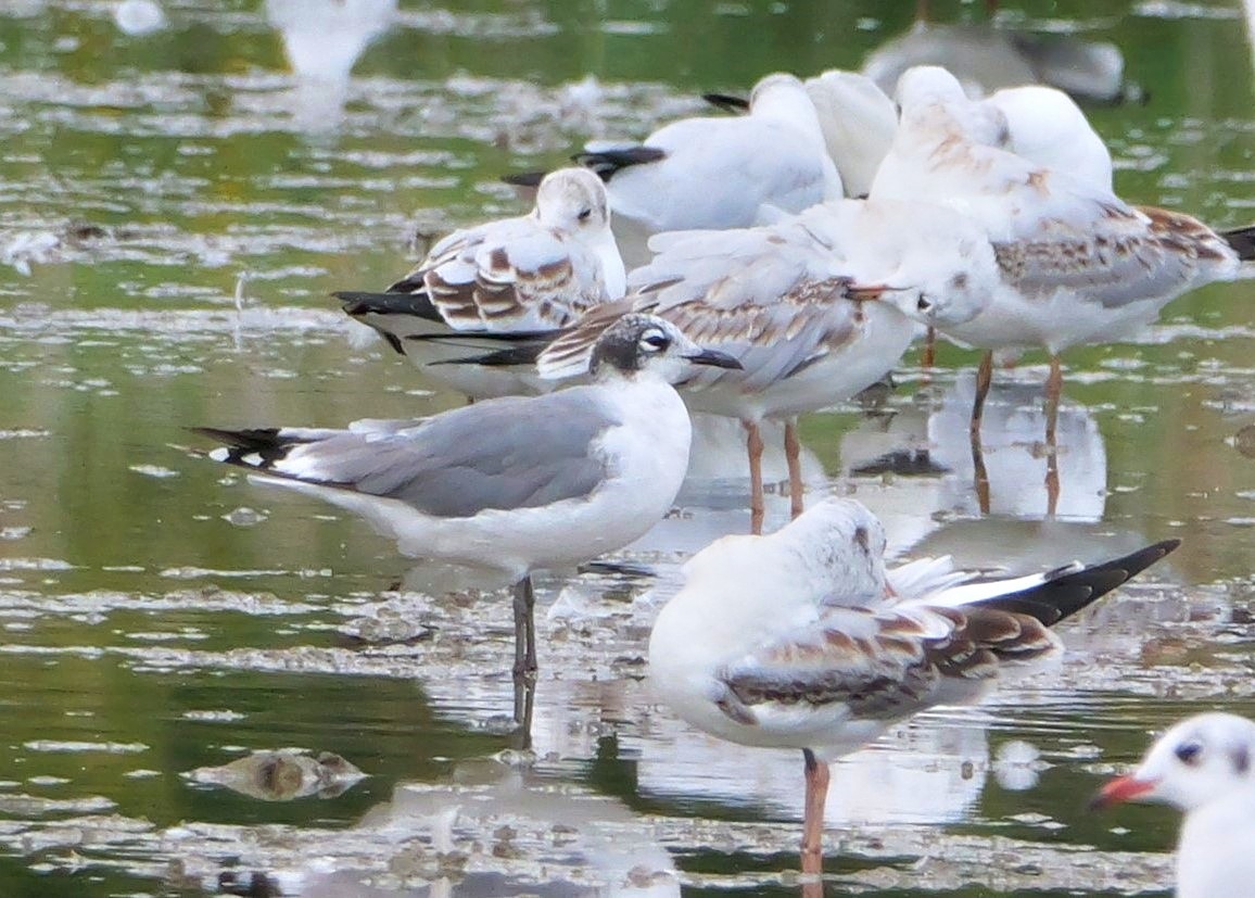 Franklins Gull
