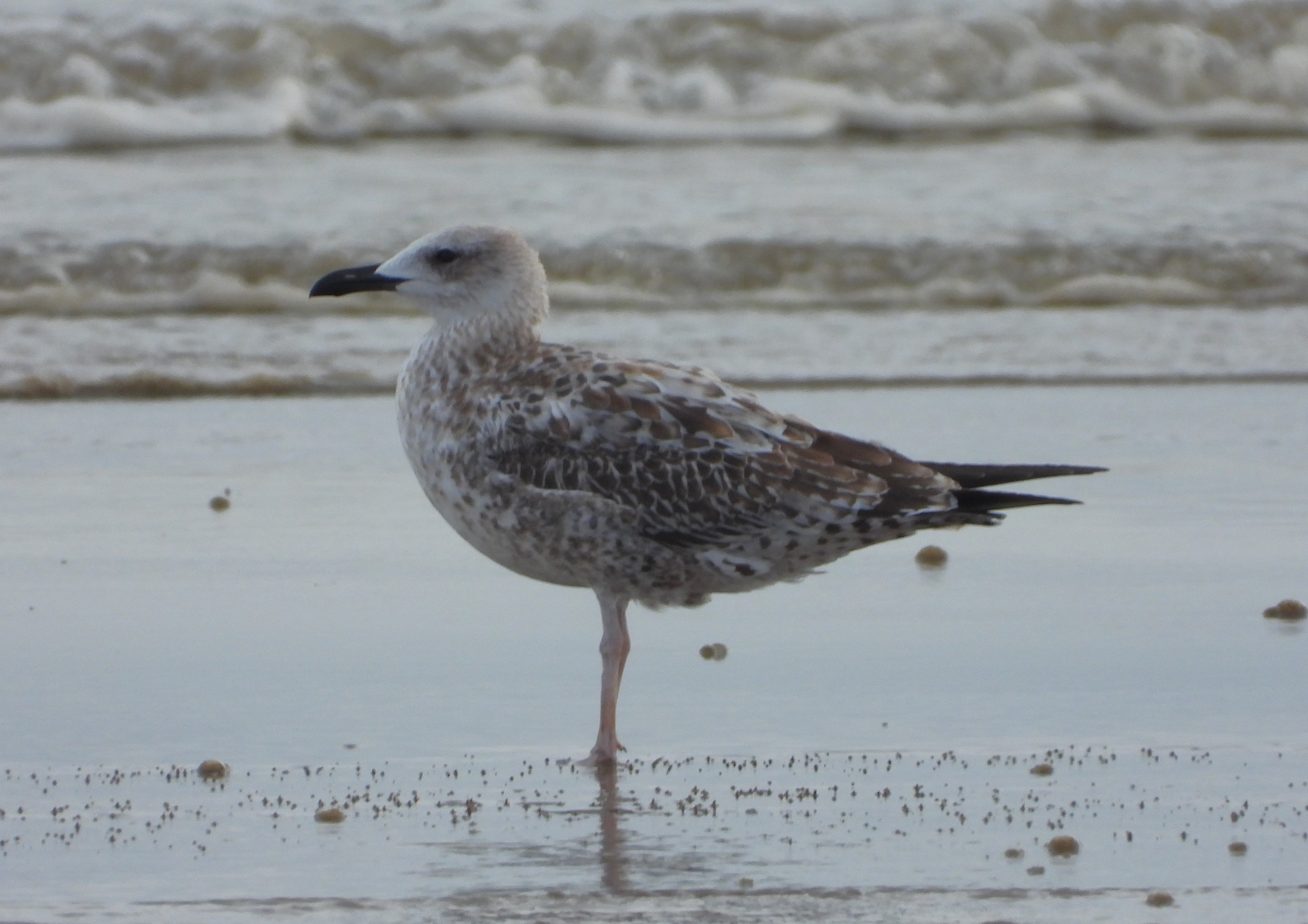 Caspian Gull