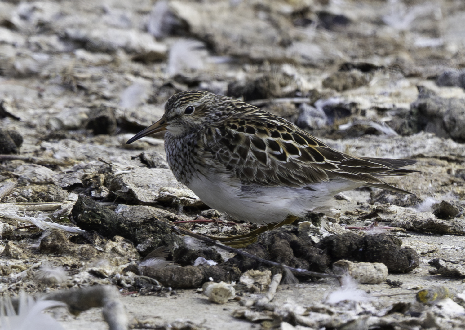 Pectoral Sandpiper