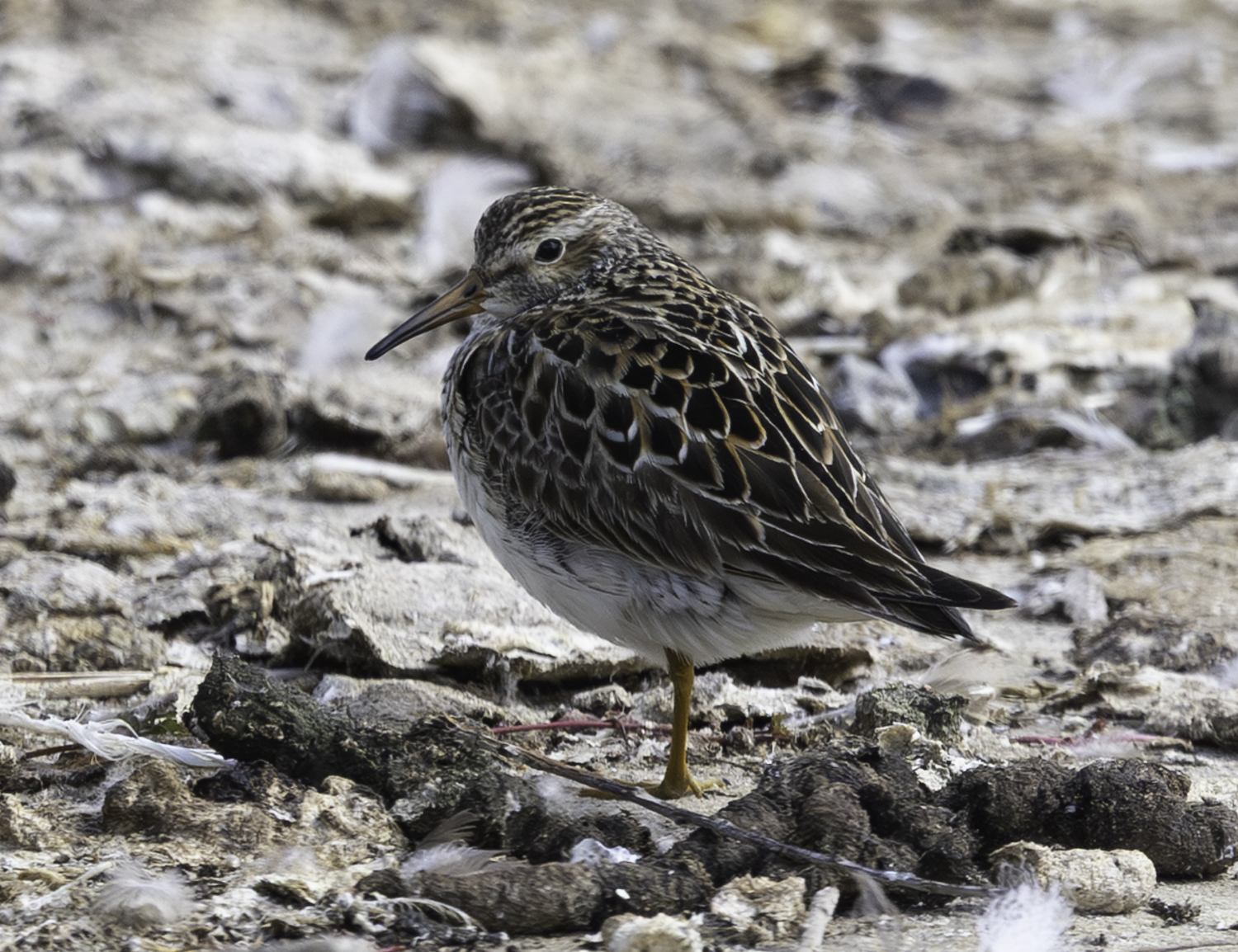 Pectoral Sandpiper