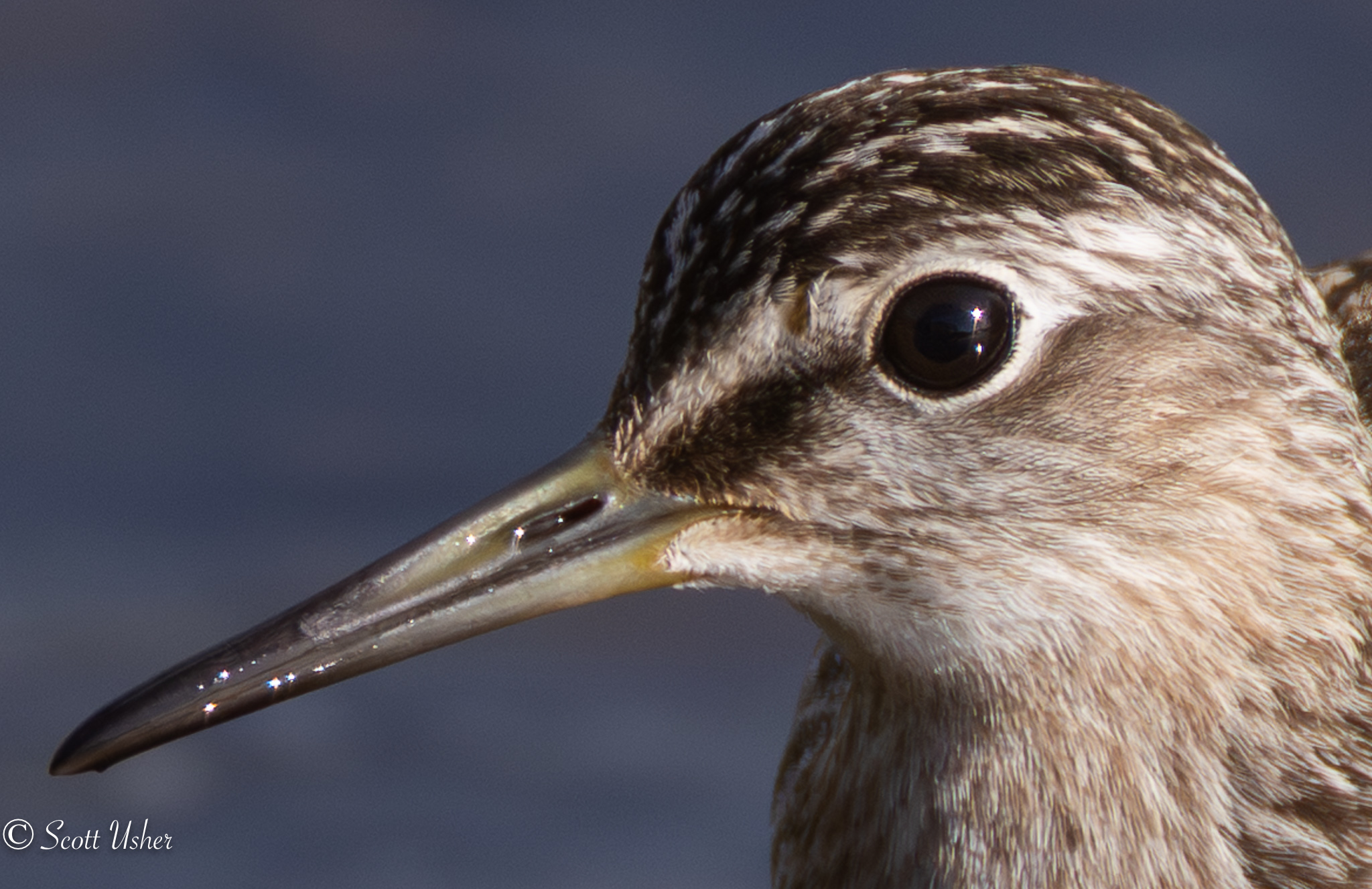 Wood Sandpiper 