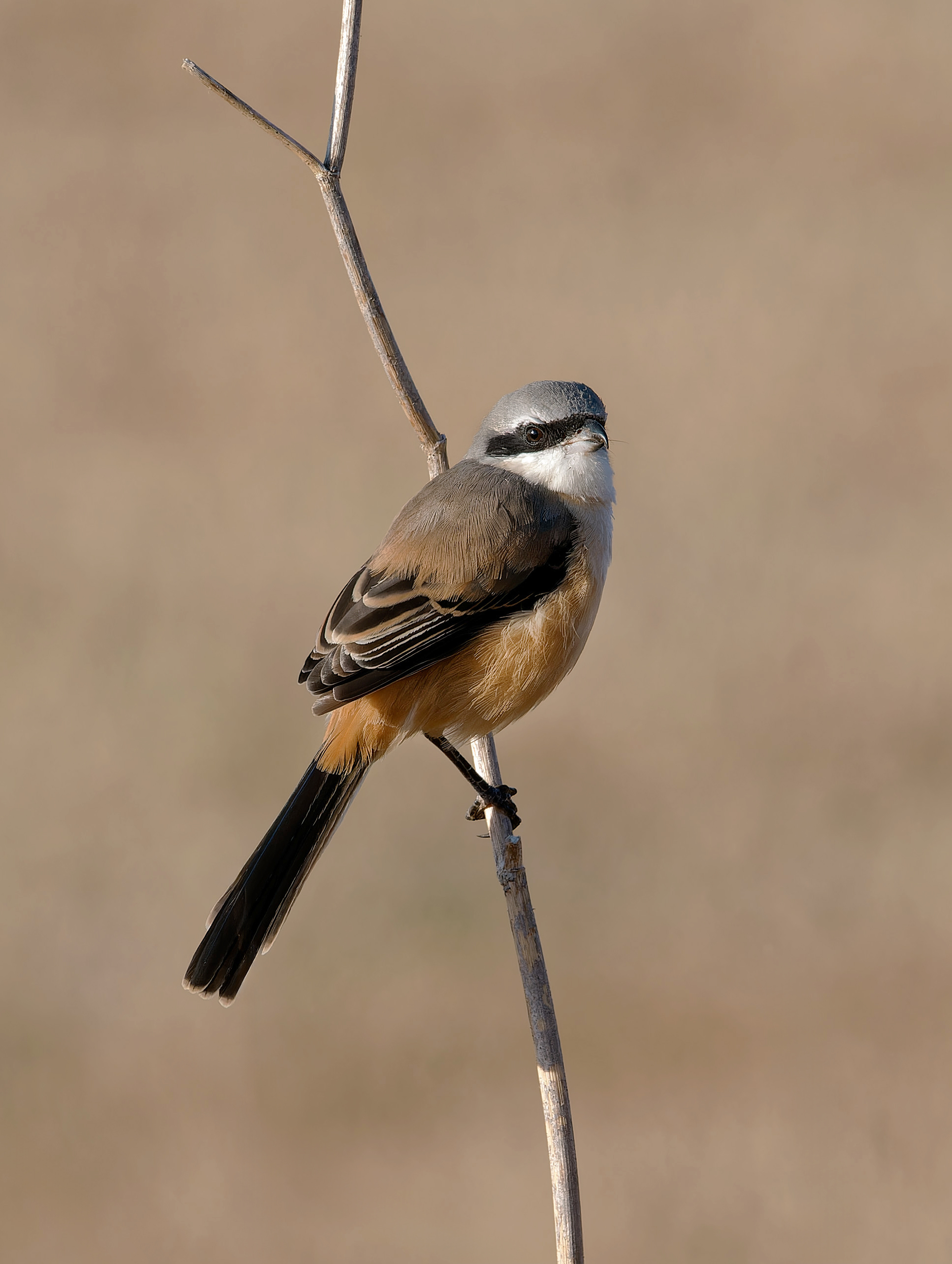 Long-tailed Shrike