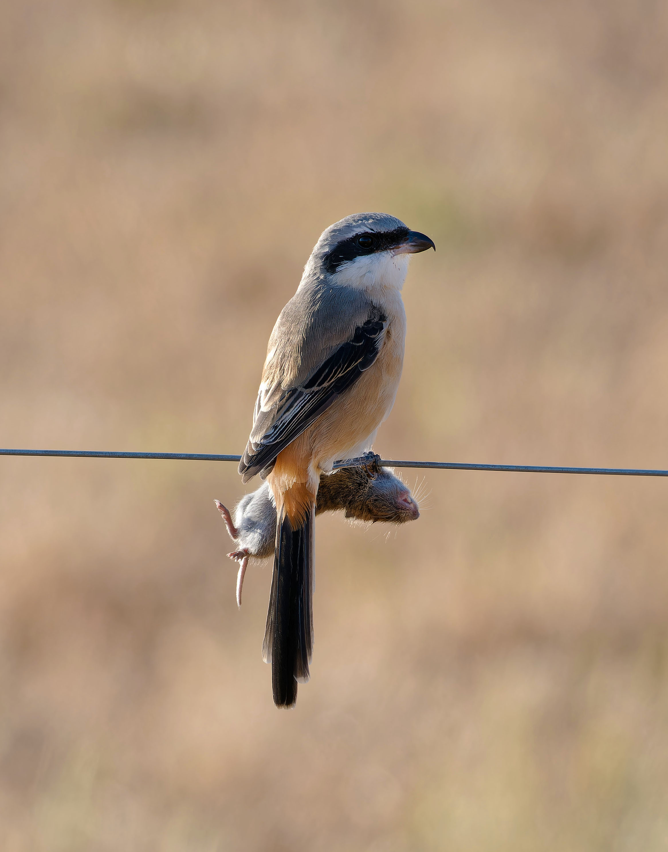 Long-tailed Shrike