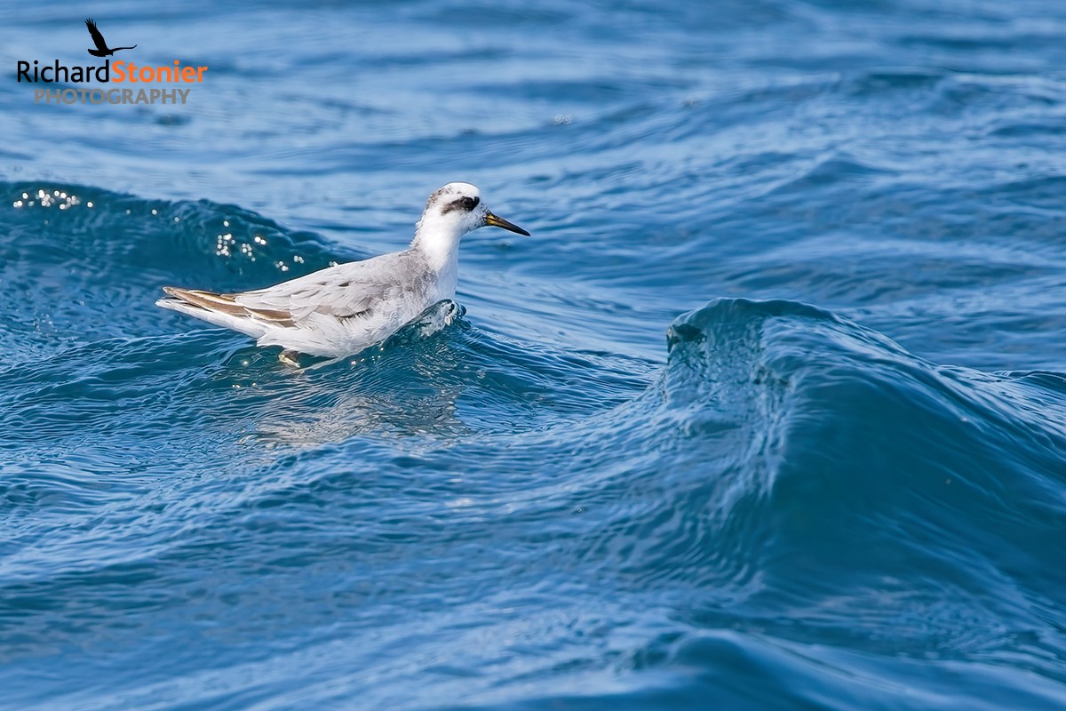 Grey Phalarope
