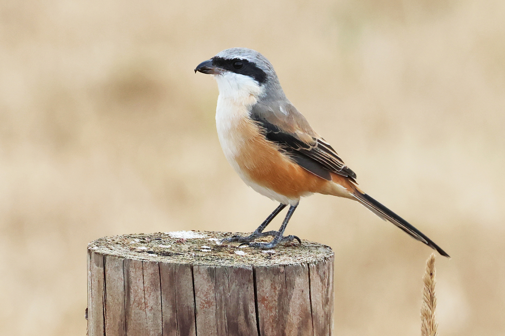 Long-tailed Shrike
