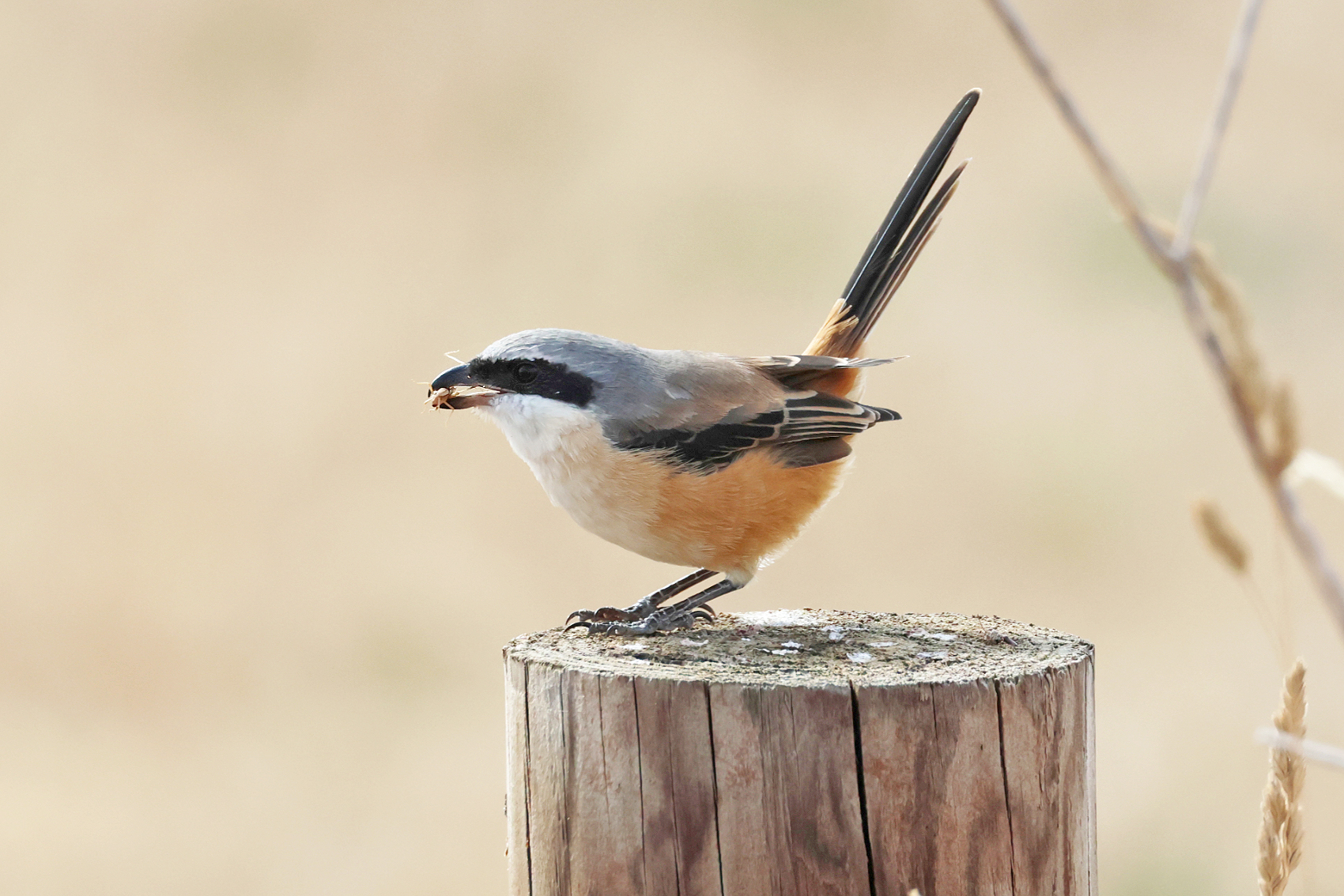 Long-tailed Shrike