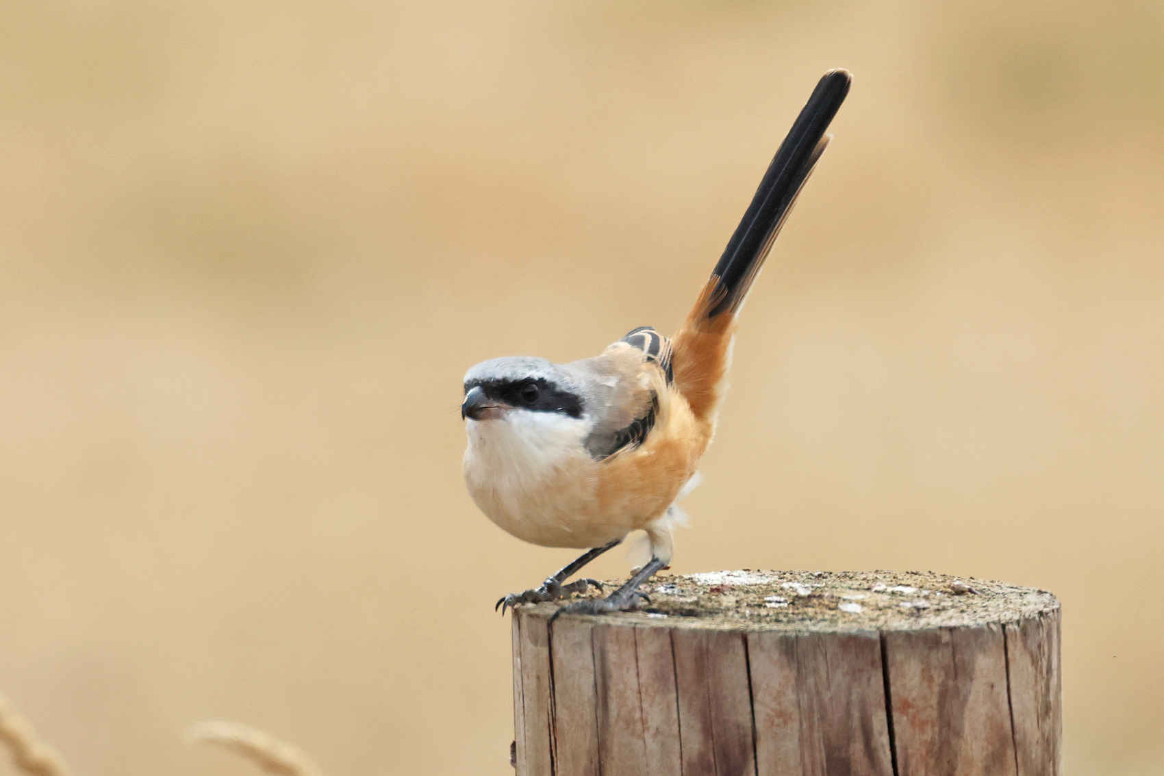 Long-tailed Shrike