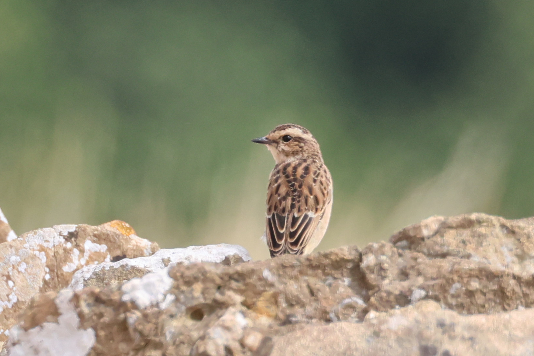 Whinchat
