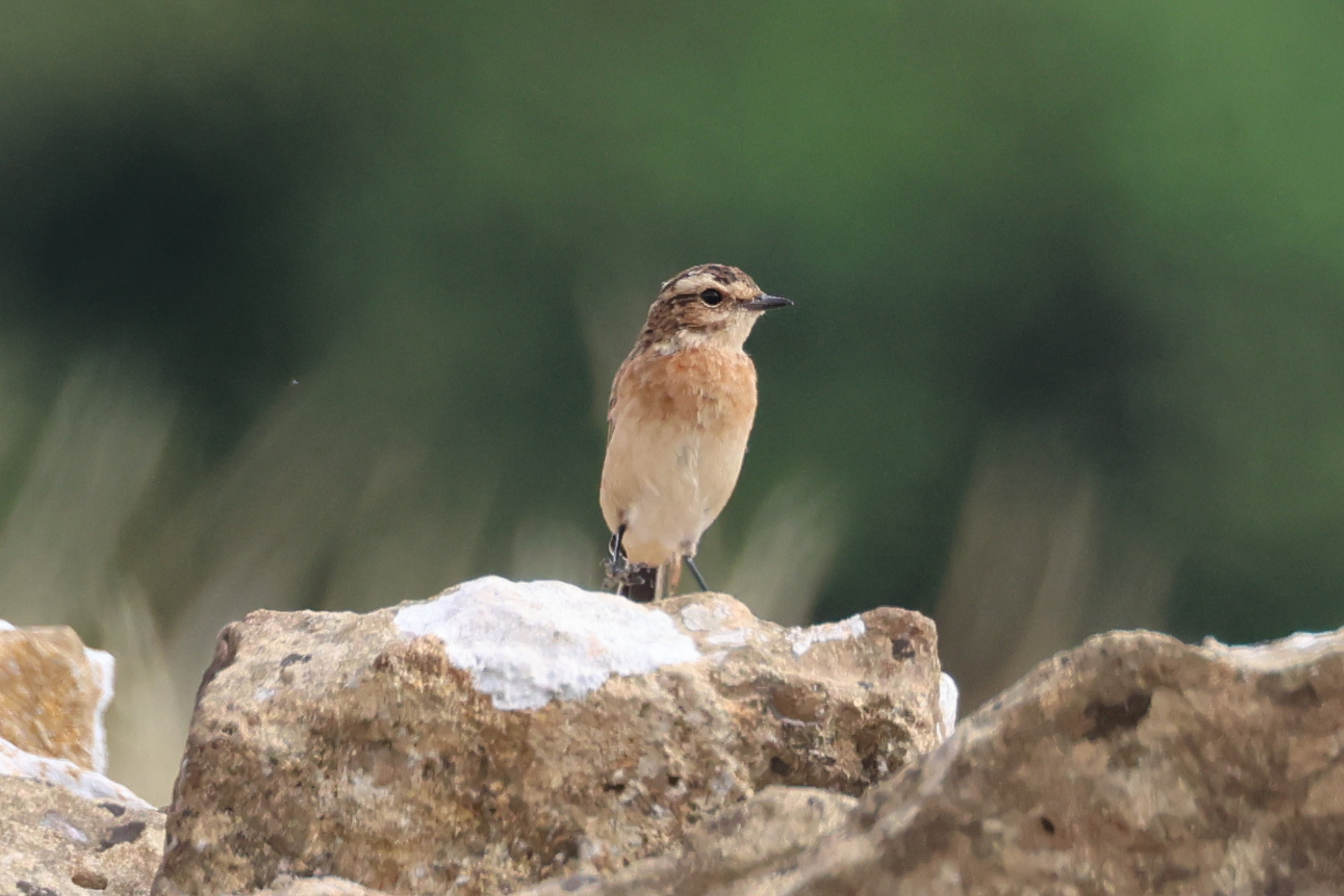 Whinchat