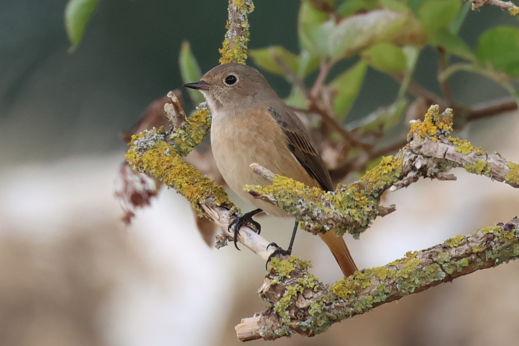 Redstart