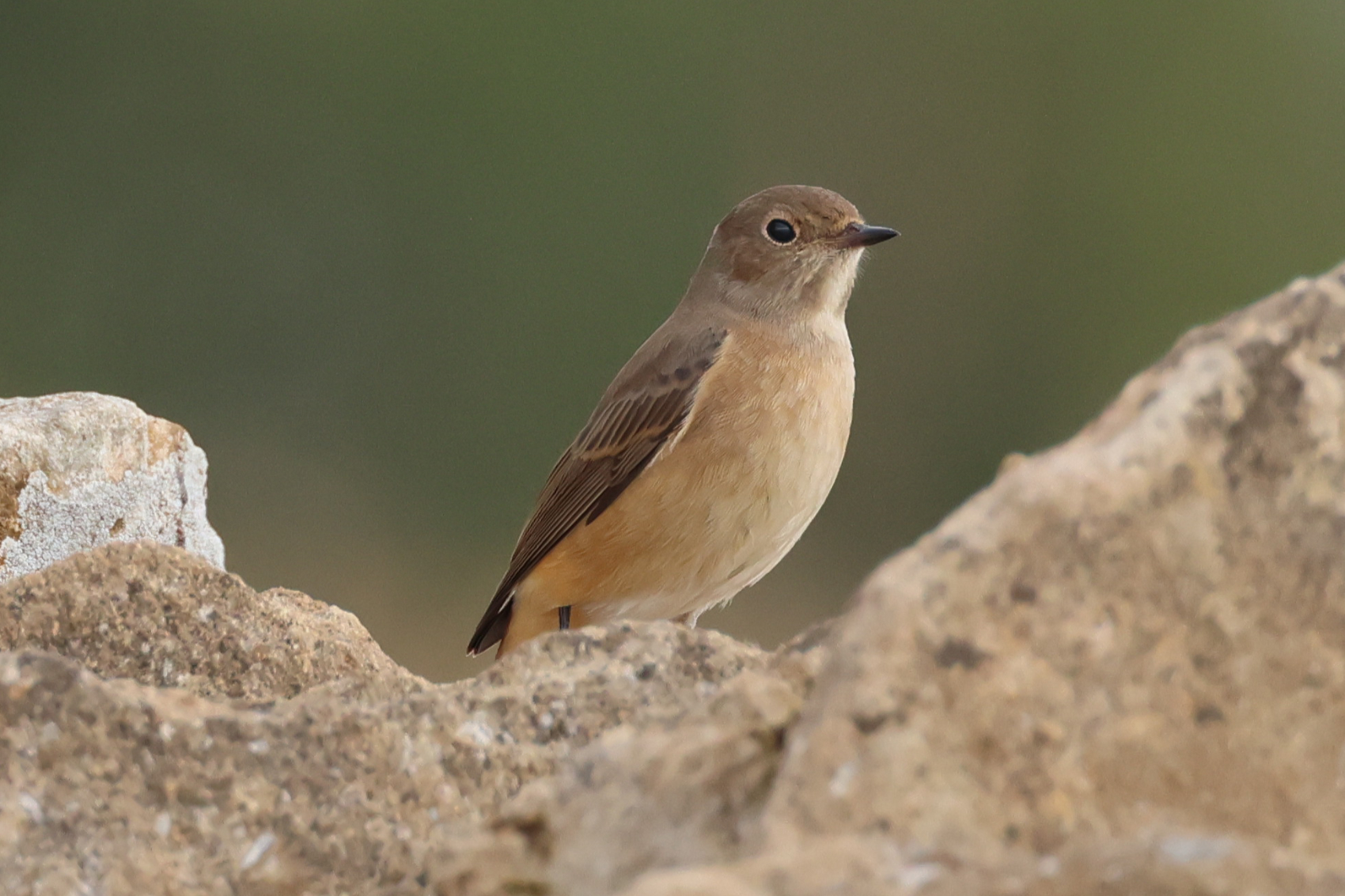 Redstart