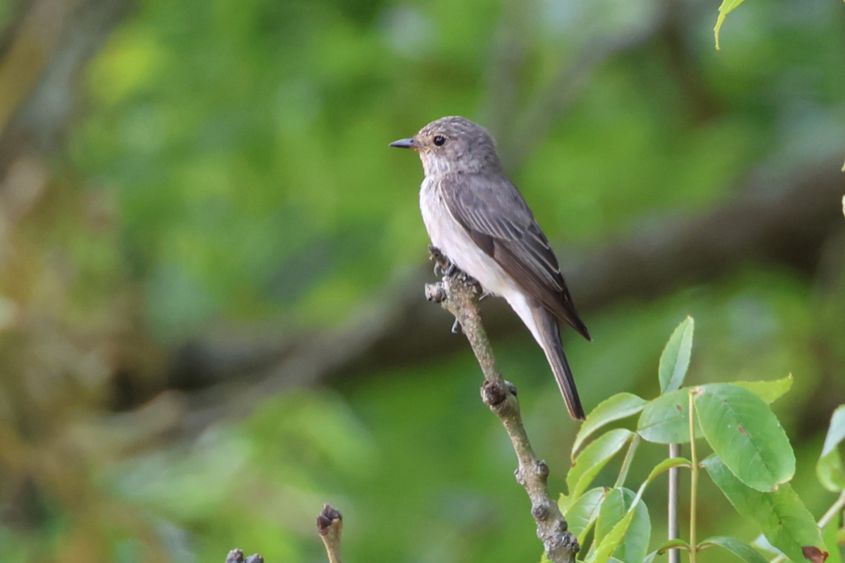 Spotted Flycatcher
