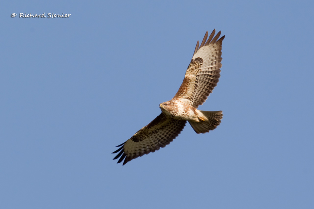 Common Buzzard