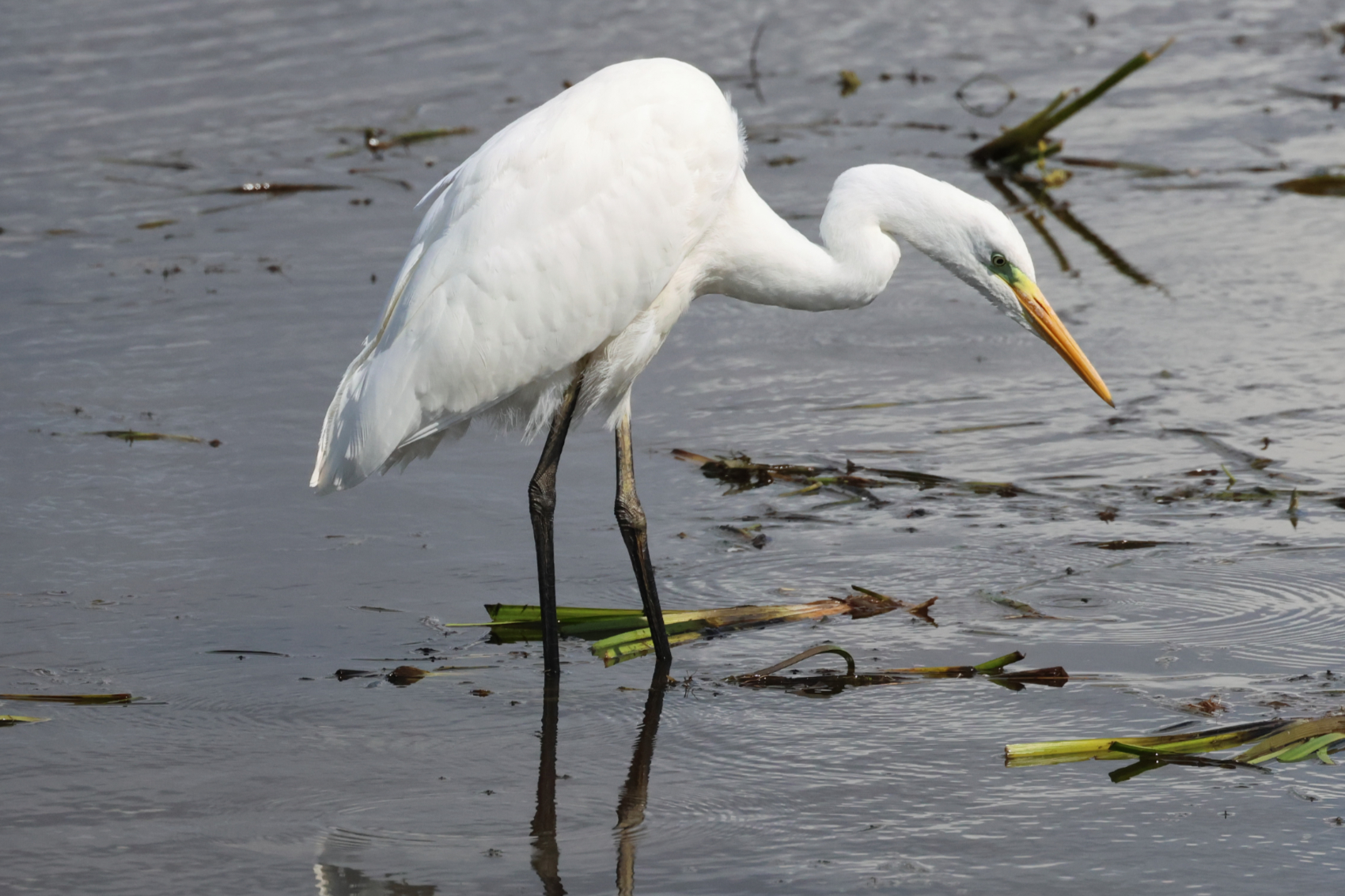 Great White Egret