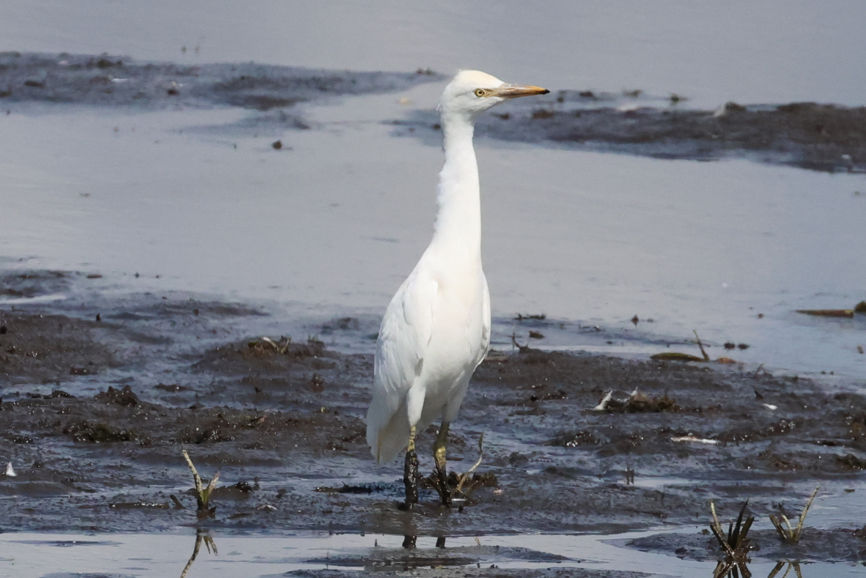 Cattle Egret