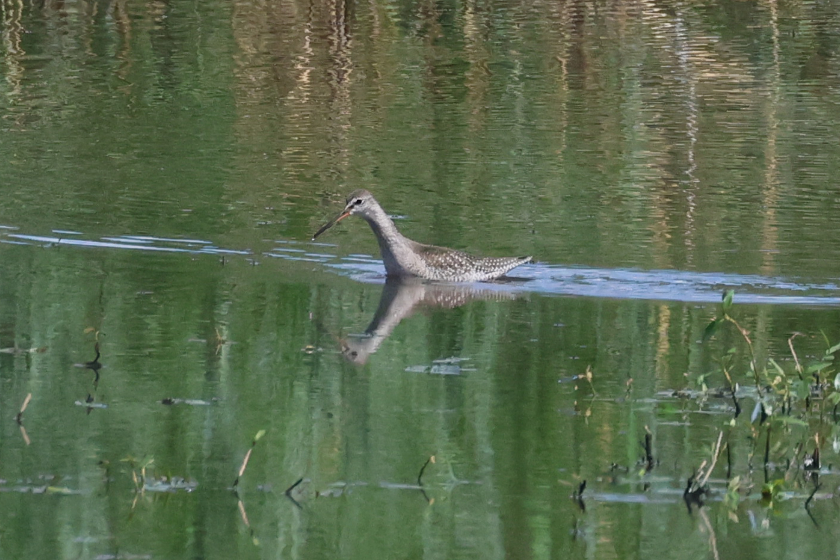 Spotted Redshank