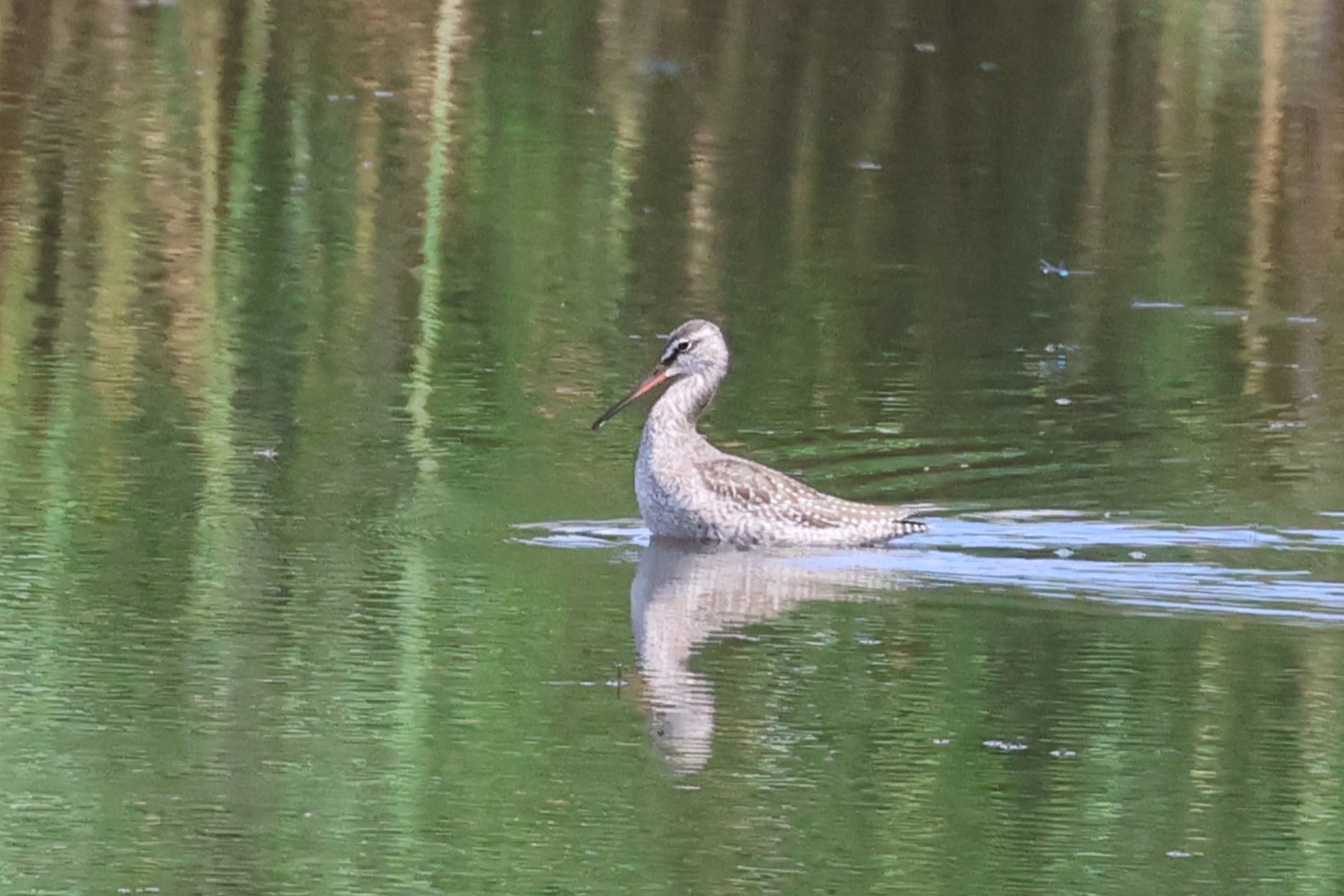 Spotted Redshank