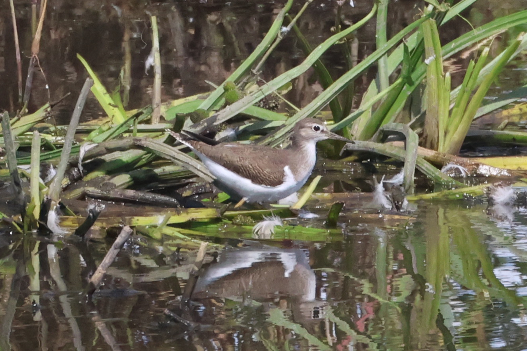 Common Sandpiper
