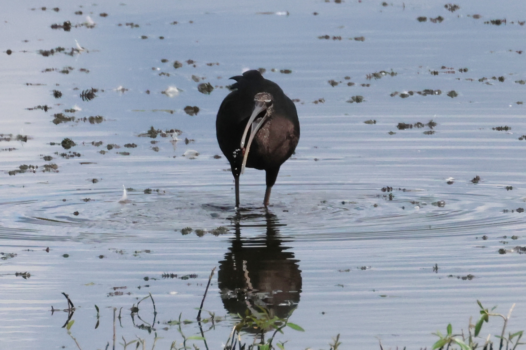 Glossy Ibis