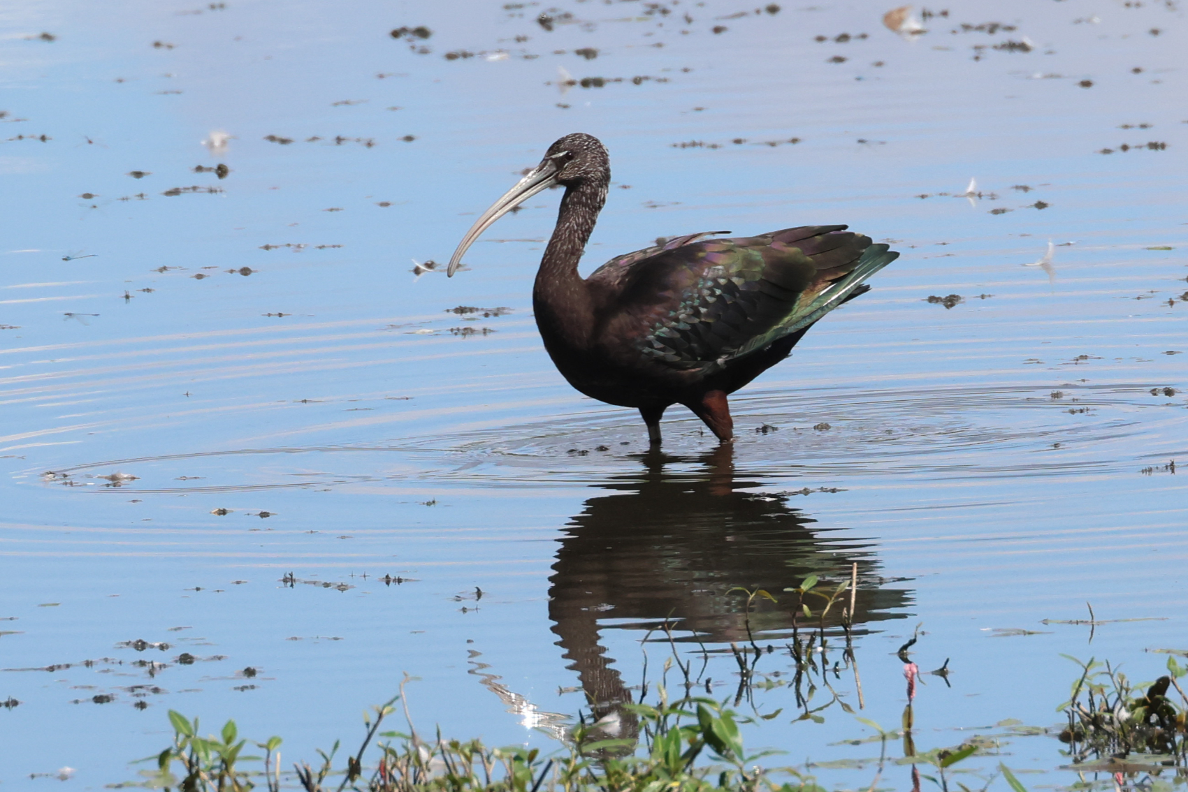 Glossy Ibis