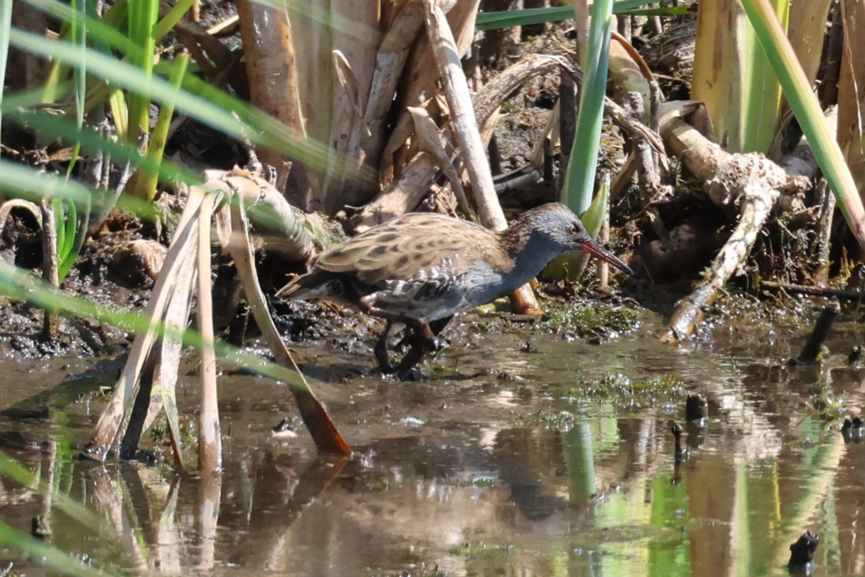 Water Rail