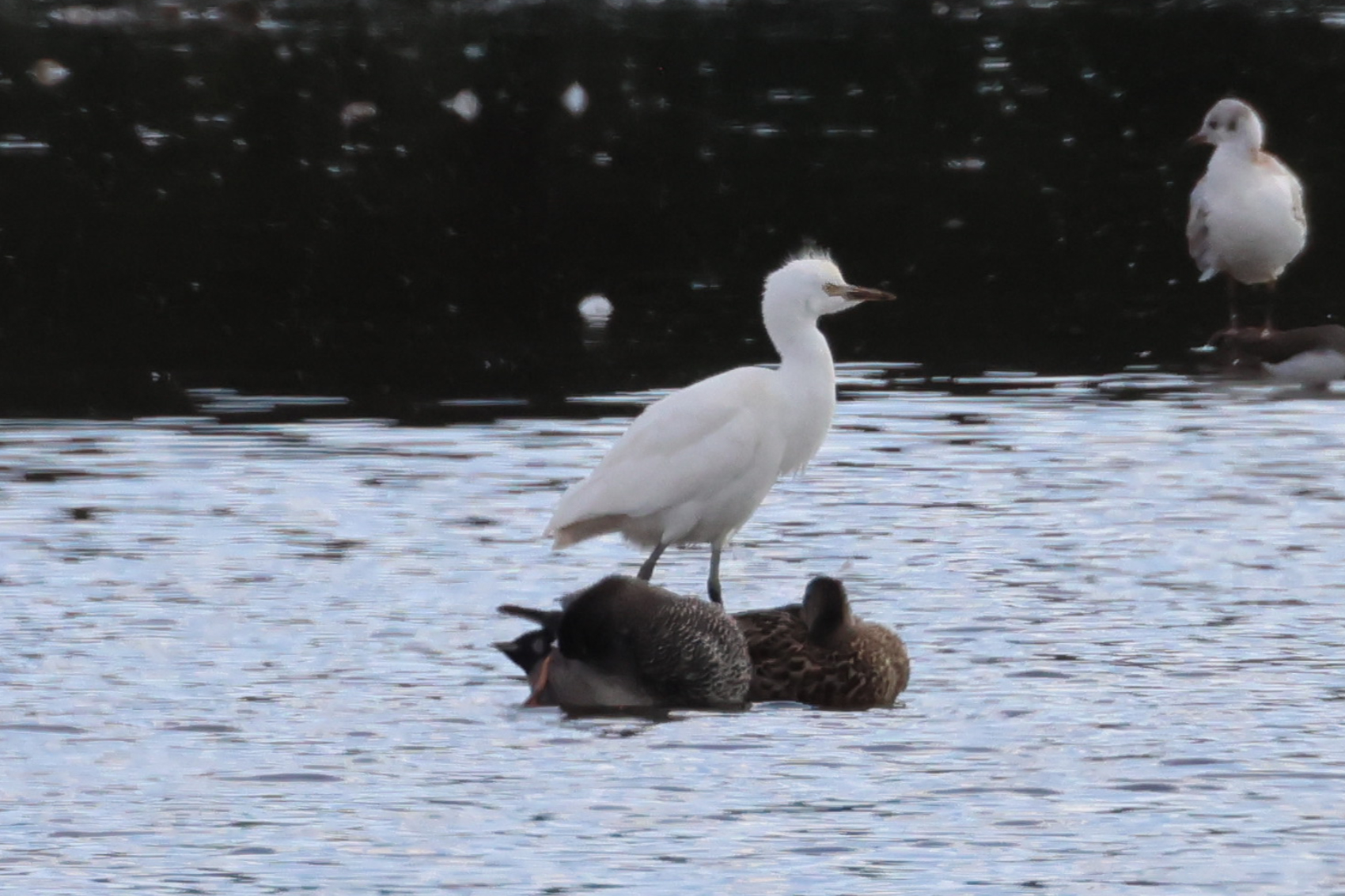 Cattle Egret
