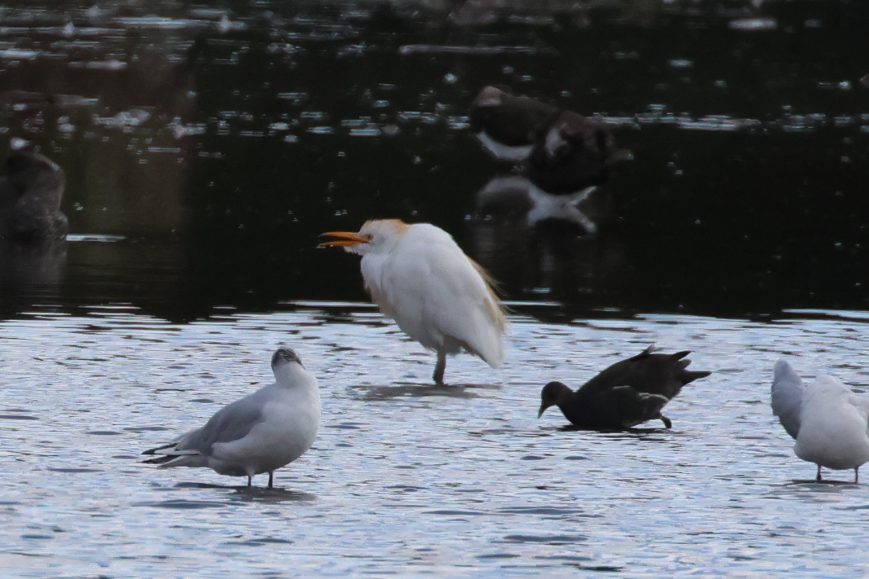 Cattle Egret