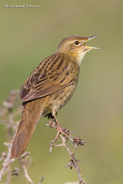 Grasshopper Warbler