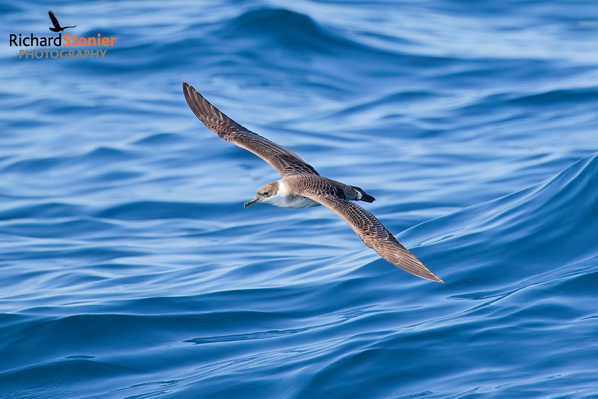 Great Shearwater