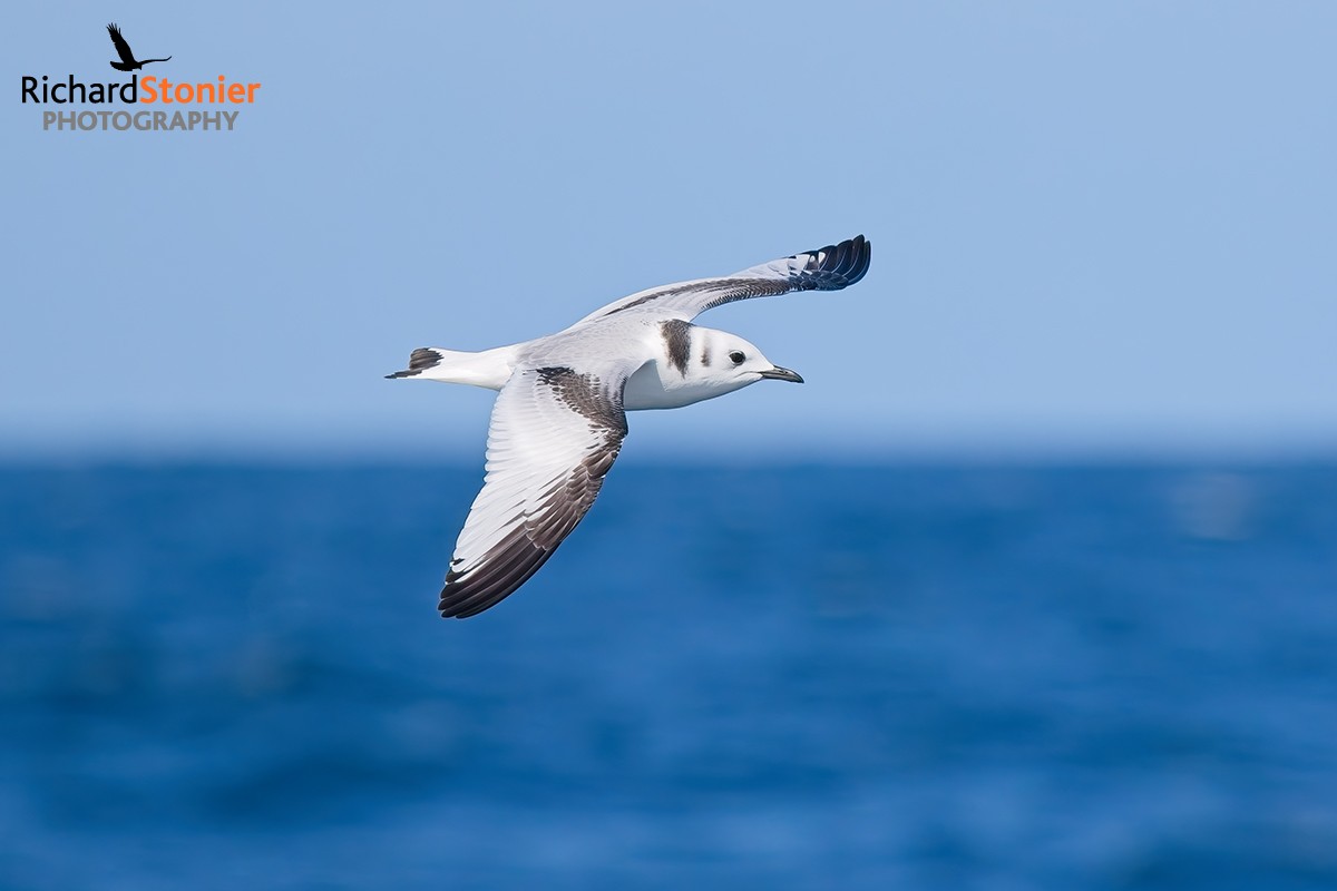 Kittiwake