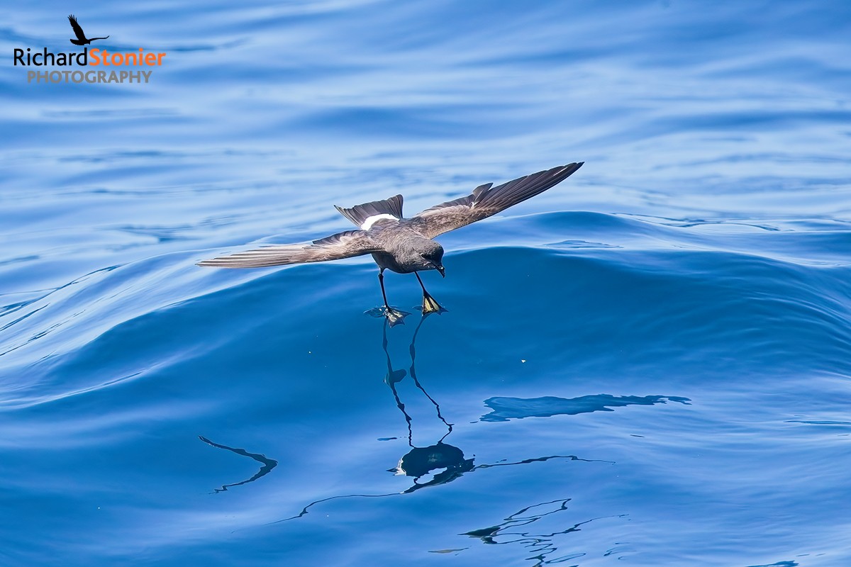 Wilson's Petrel