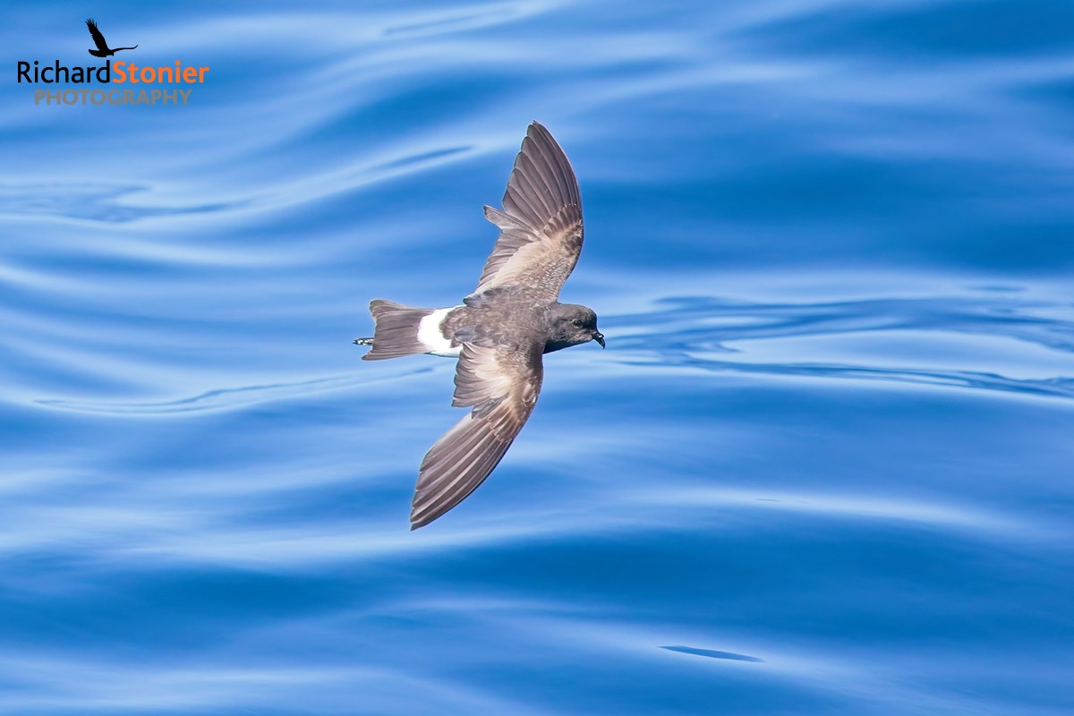 Wilson's Petrel