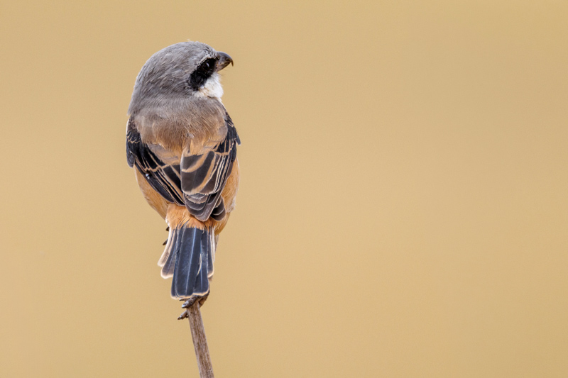 Long-tailed Shrike