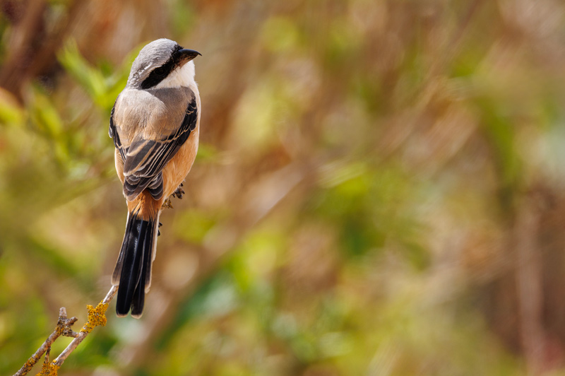 Long-tailed Shrike