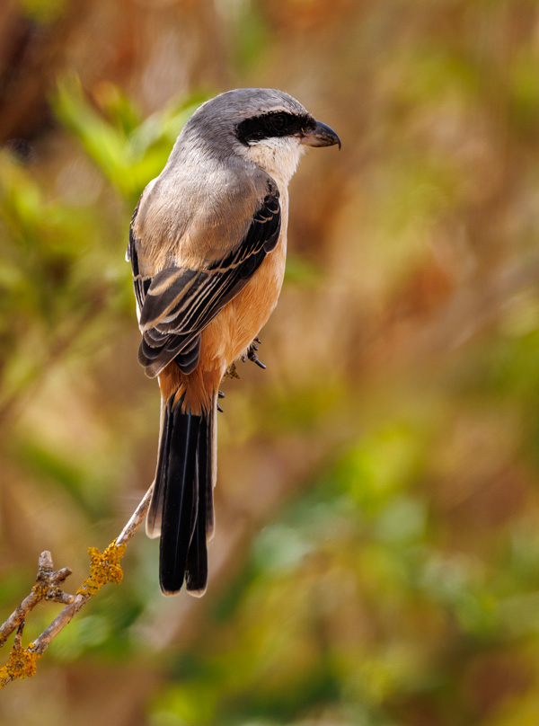 Long-tailed Shrike