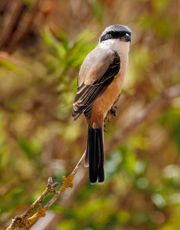 Long-tailed Shrike