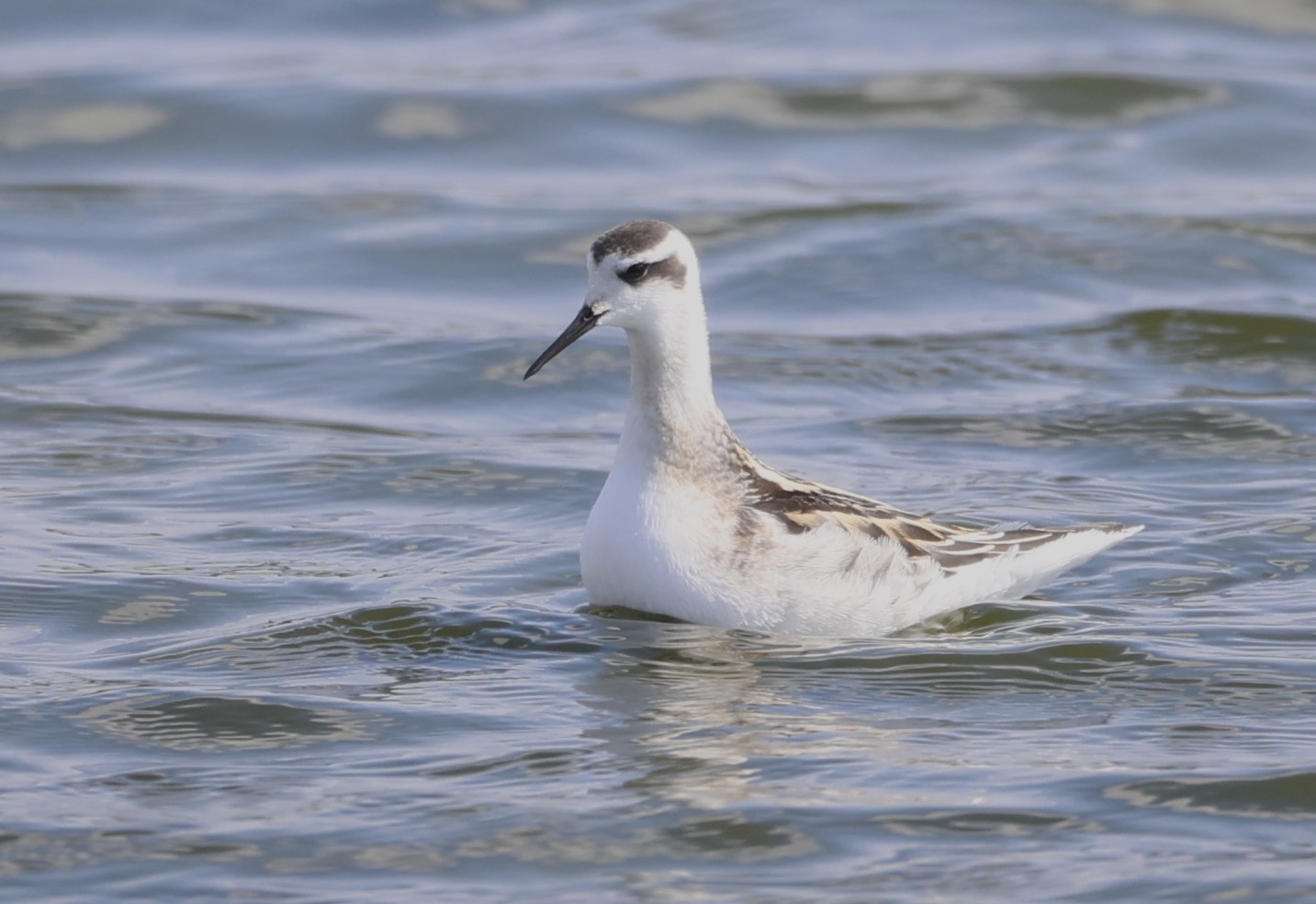 Red-necked Phalarope