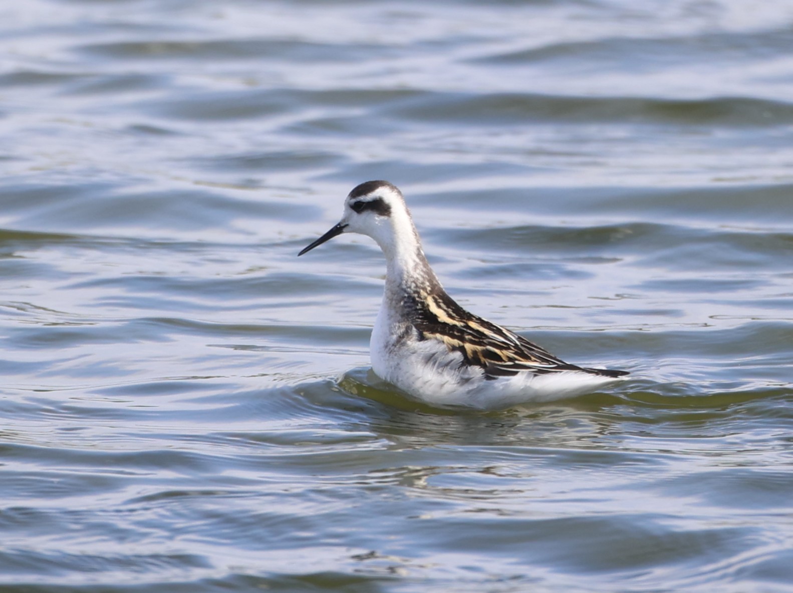 Red-necked Phalarope