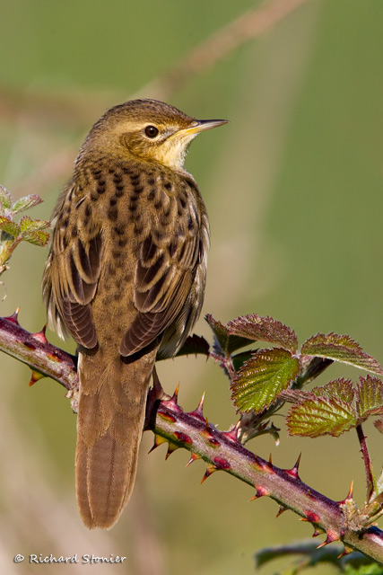 Grasshopper Warbler