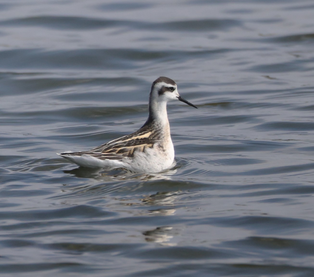 Red-necked Phalarope