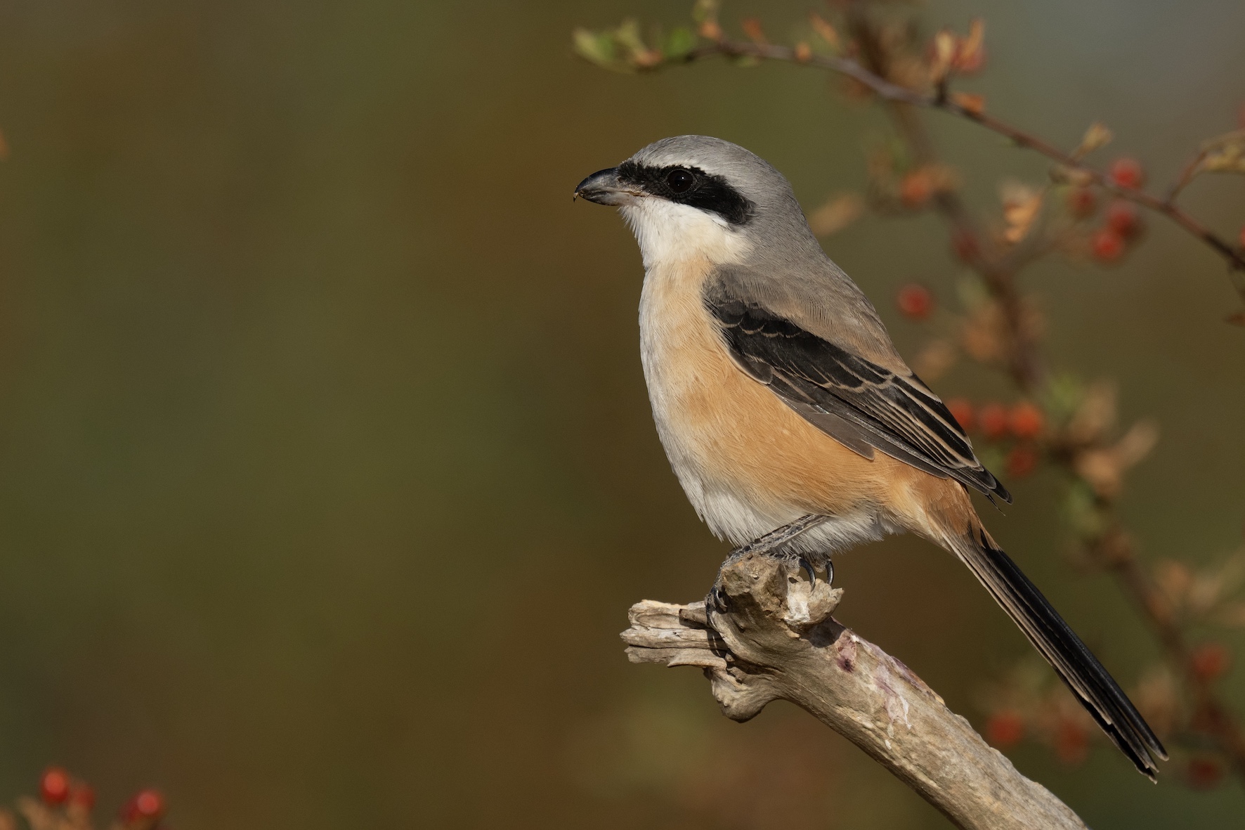 Long-tailed Shrike