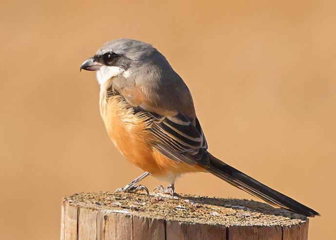 Long-tailed Shrike