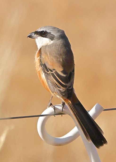 Long-tailed Shrike