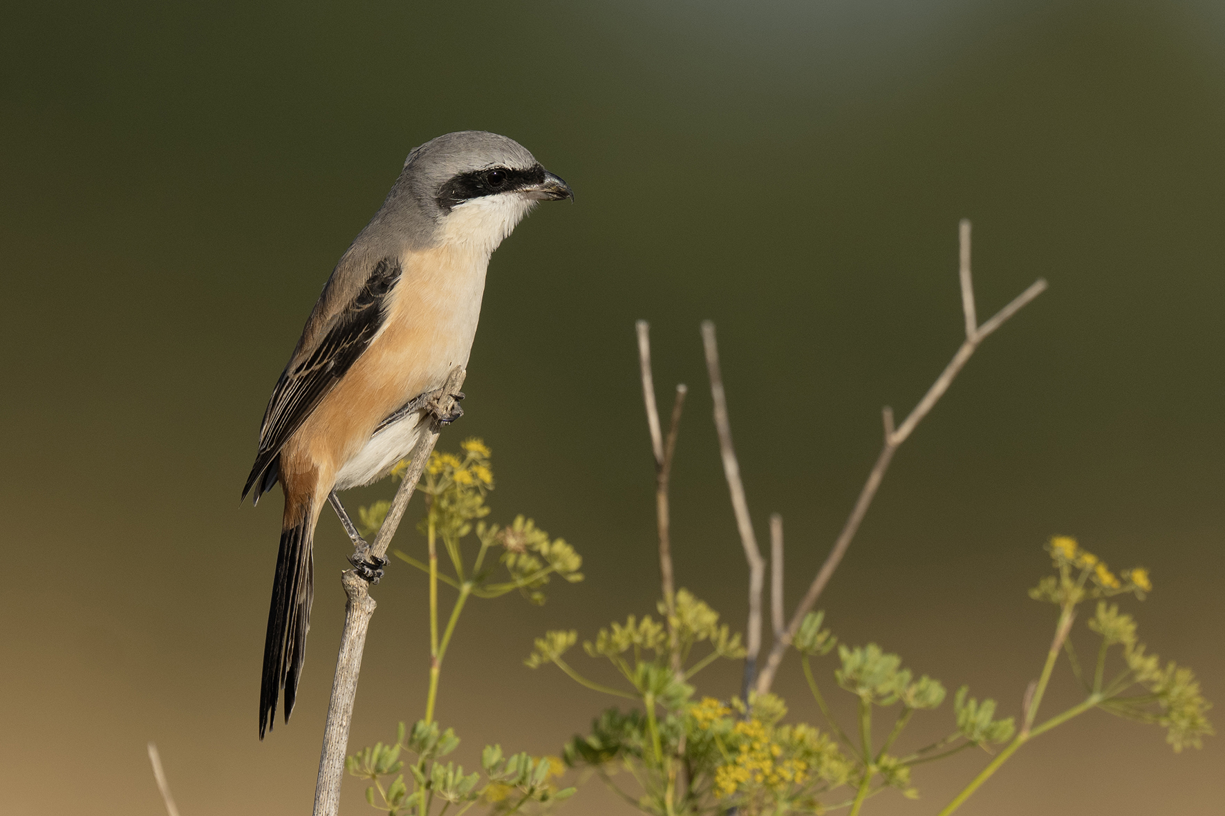 Long-tailed Shrike