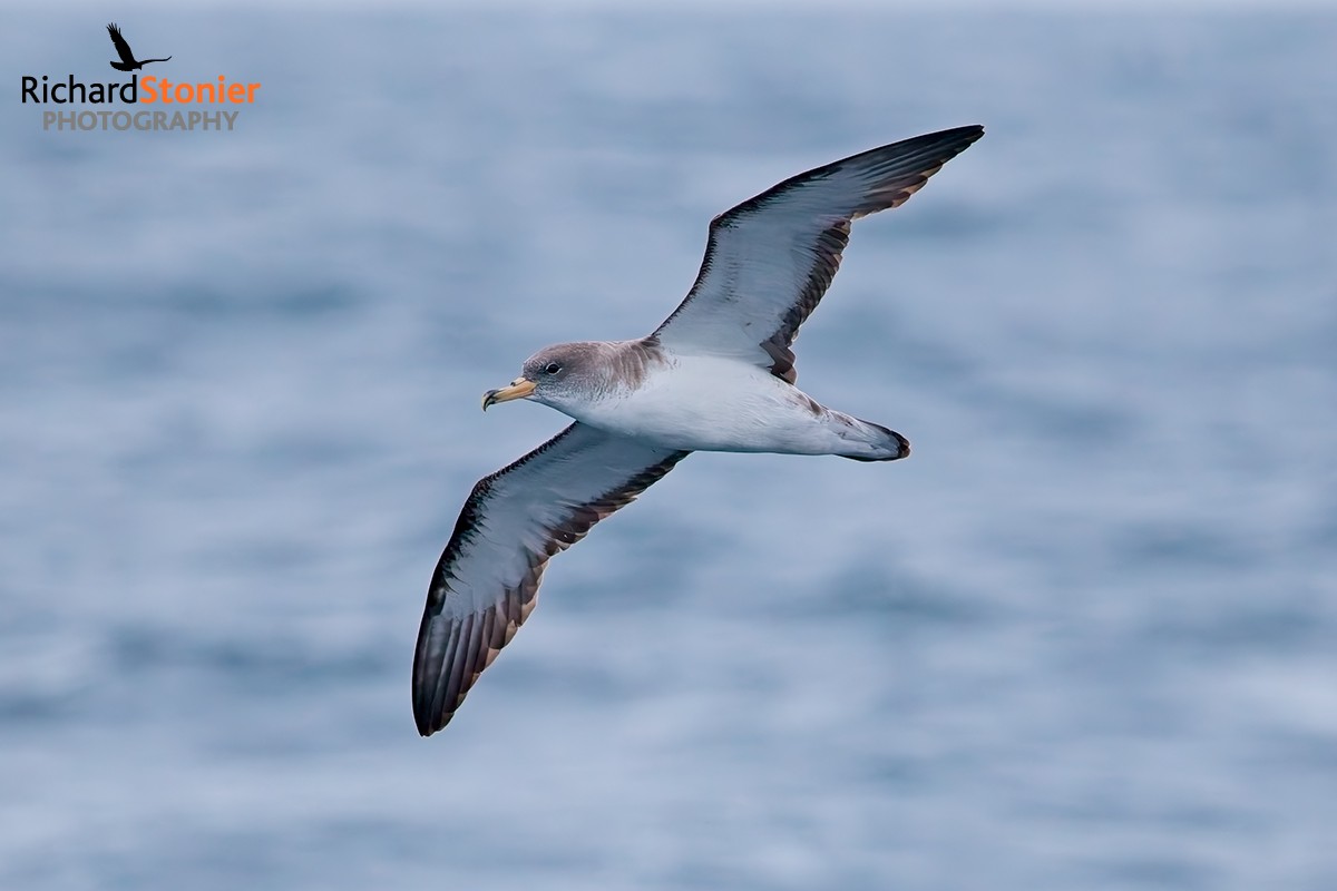 Scopoli's Shearwater
