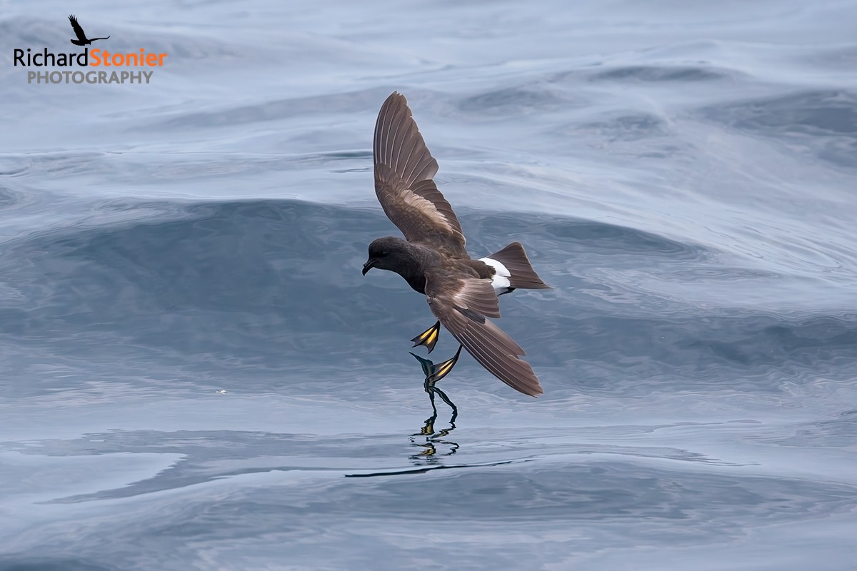 Wilson's Petrel